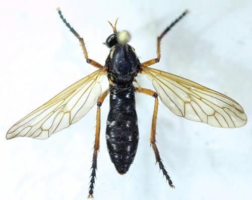 Réf. 272 859 : Molobratia teutonus